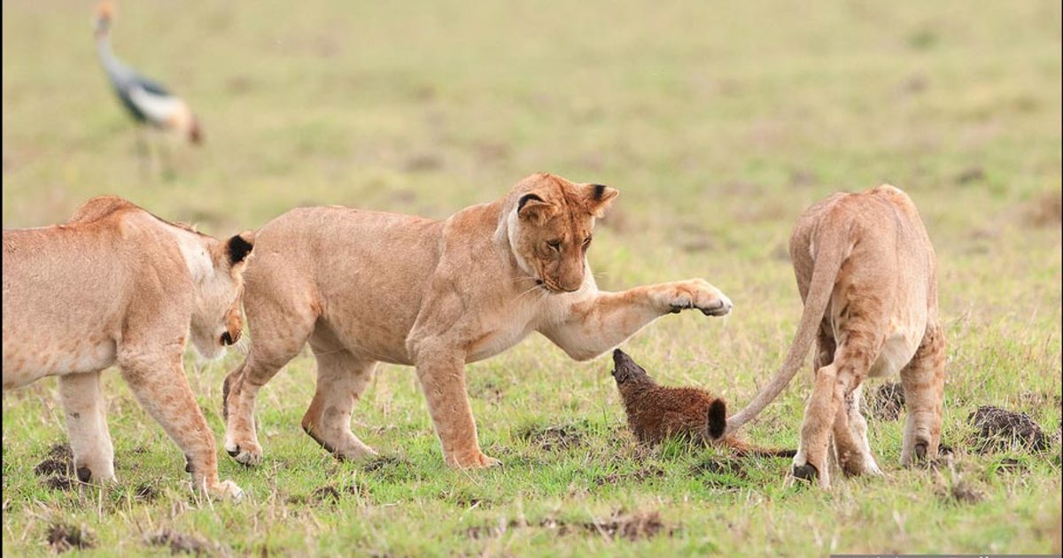 Four Lions Battle This Two-Foot Tall Creature. The Winner Will Blow ...