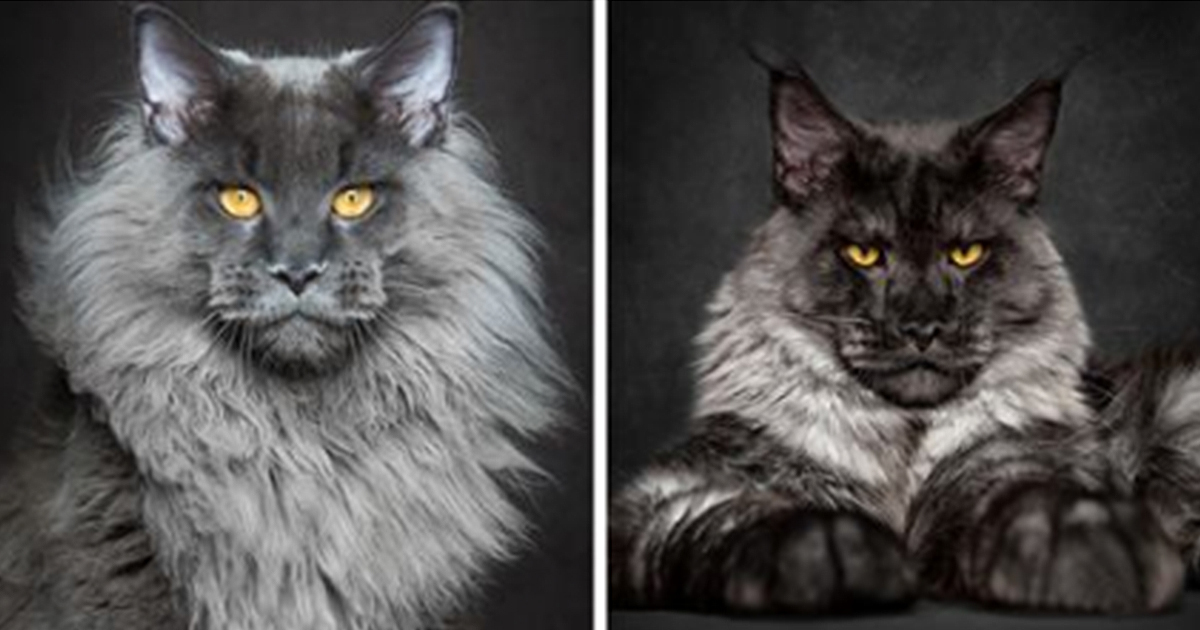 Meet The Giant Maine Coon Cats That Are Taking The Internet By Storm