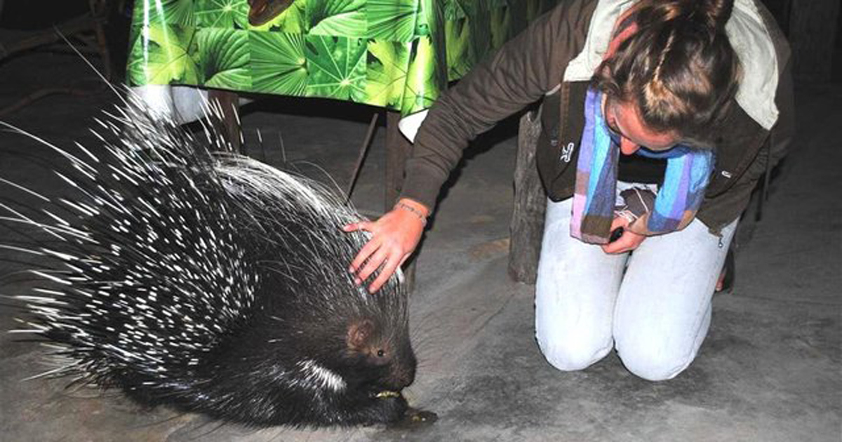Porcupine Spikey surprises everyone a year after being rescued Biology Diagrams