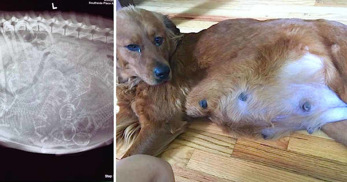 Pregnant dog’s stomach is huge in the middle of the delivery, vets