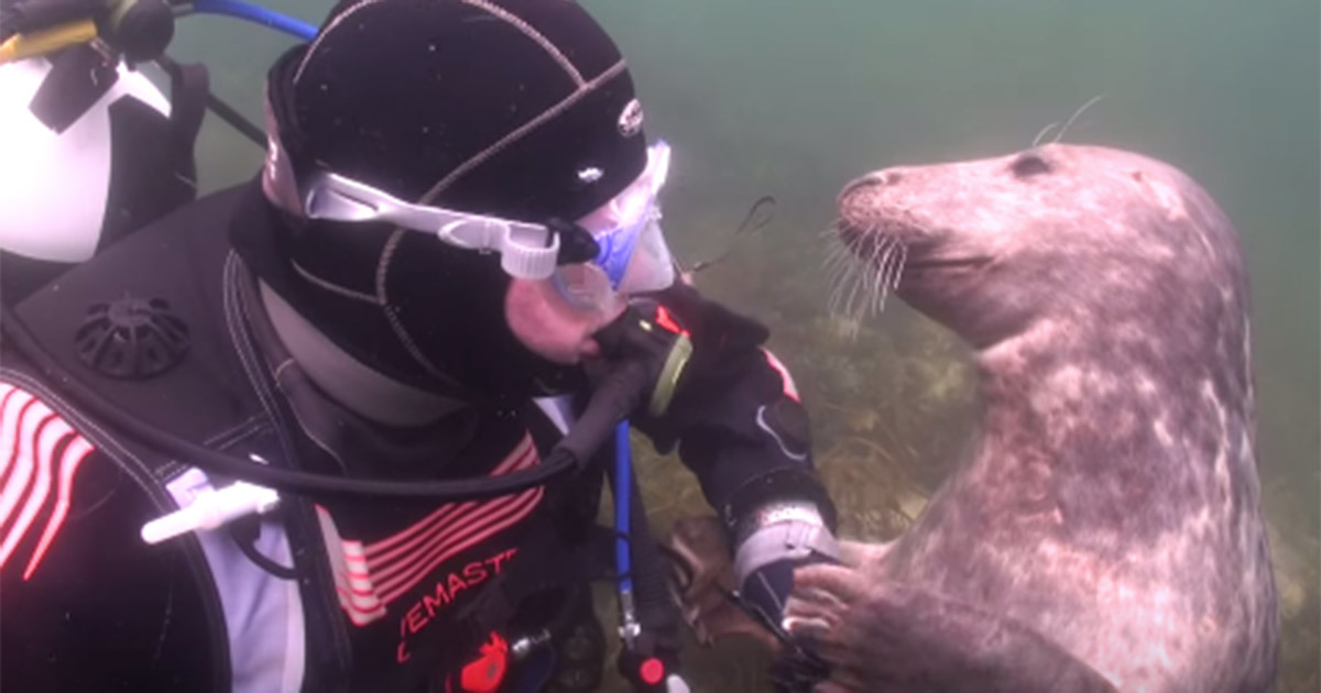 The Seal Approaches Him And Wants Something. So Clever And Adorable!