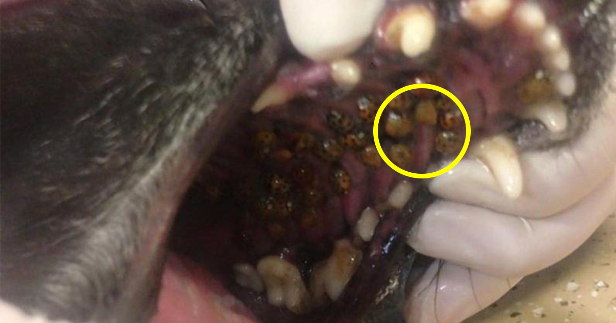 Vet is shocked when she looks inside dog's mouth, now she ...