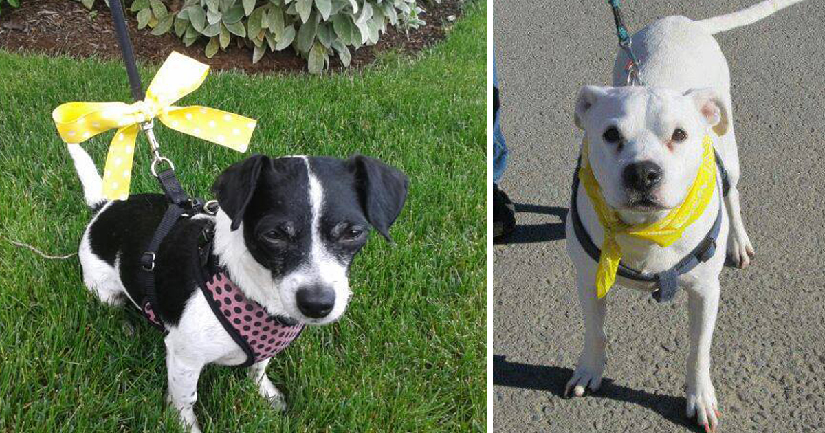 This Is What You Should Do If You See A Dog With Yellow Bow On Its