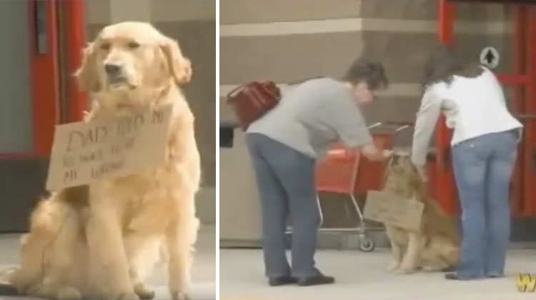 Dog is sitting alone outside store – then people look closer at the ...
