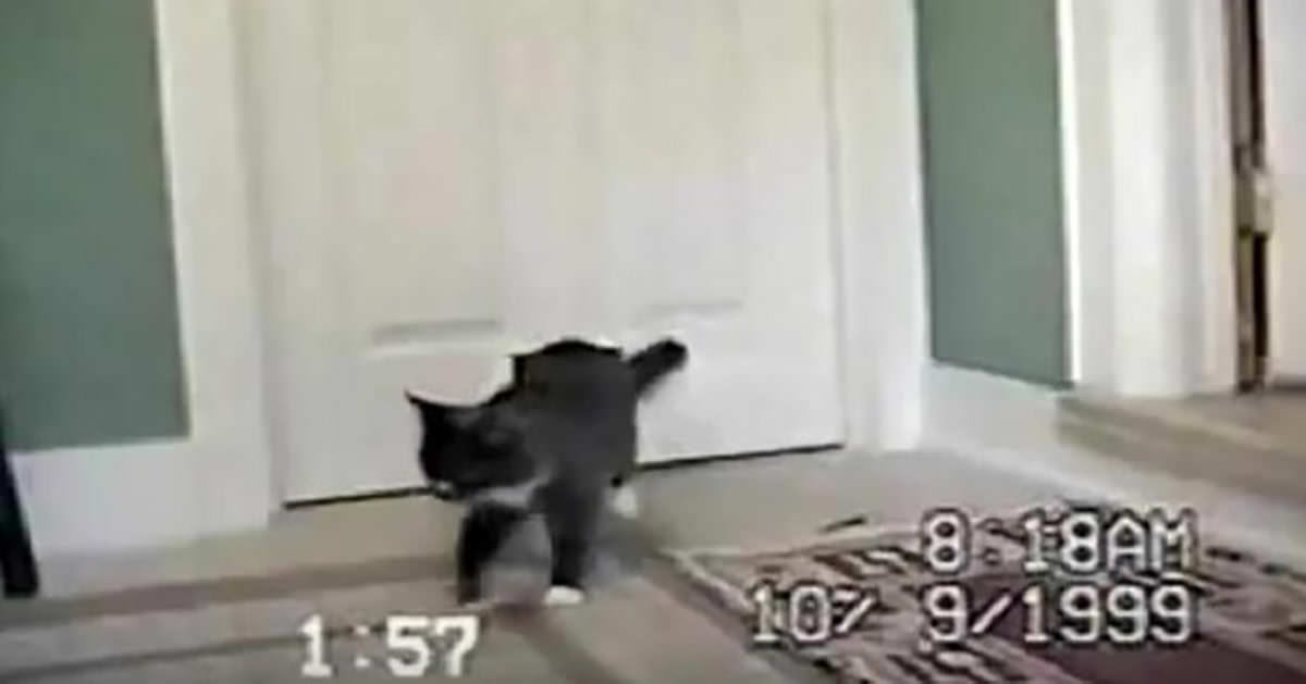 Cat comes home with a special friend, when owners look closer they can