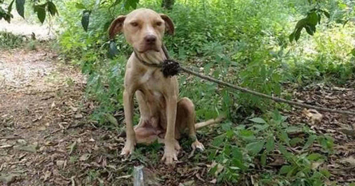 Tied to a tree, left to die: yet the pitbull never stopped protecting its precious secret