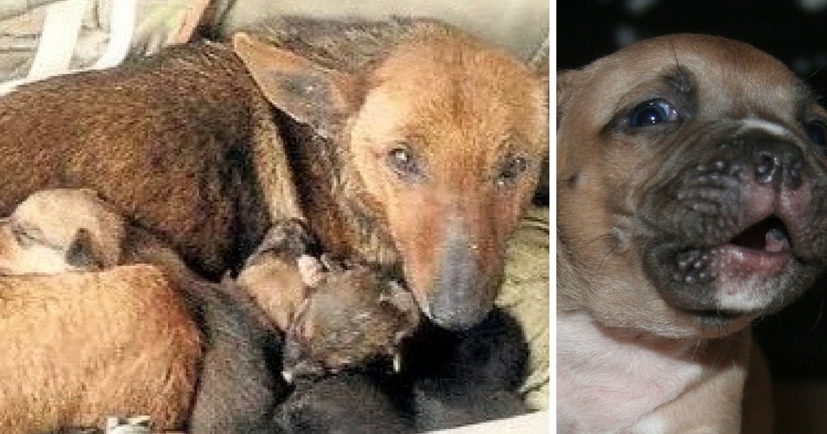 Woman finds street dog with 6 shivering puppies. Look closer to see what  else she was protecting