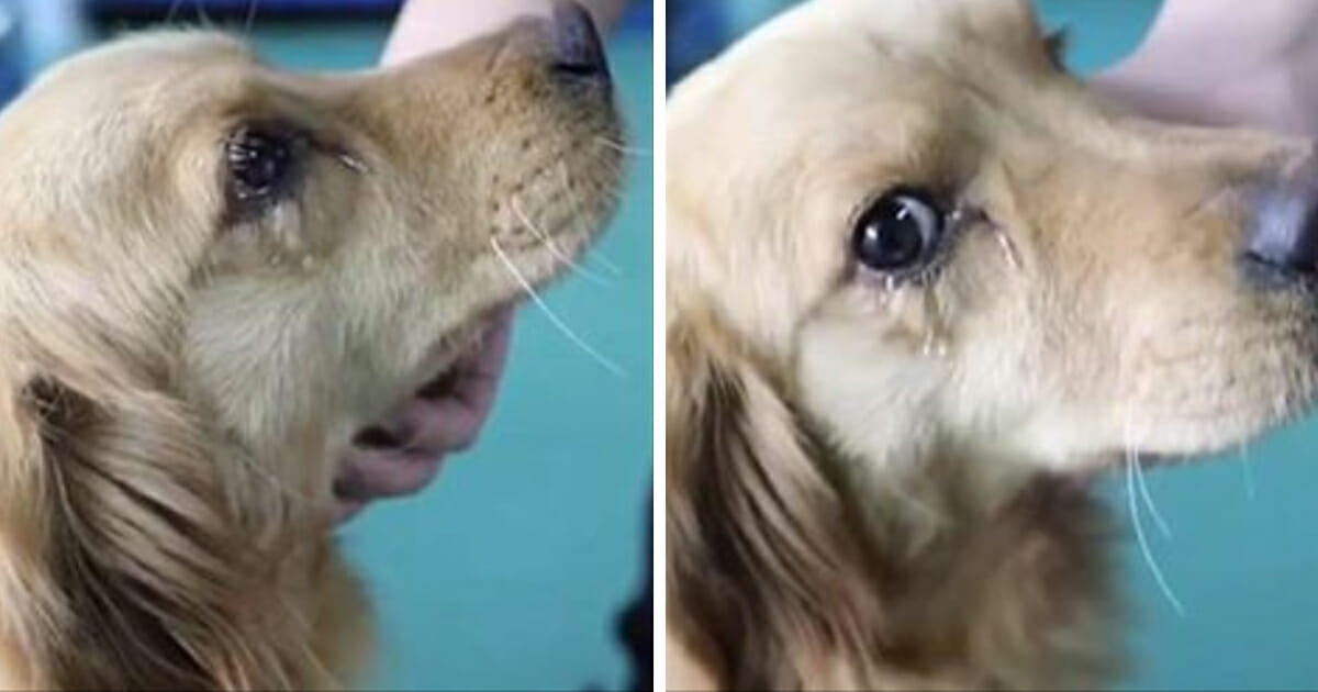 Dog cries after being saved from Chinese meat market