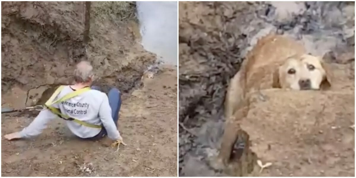 Dog Trapped In River For Days – Now Watch As Rescuers Free Him