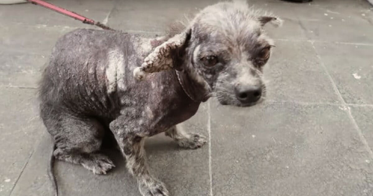 Rescuer refuses to put down mangy dog his transformation is incredible