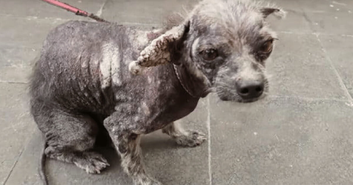 Rescuer refuses to put down mangy dog – his transformation is incredible