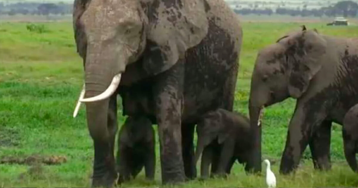 Elephant gives birth to miracle twins in Kenyan National Park