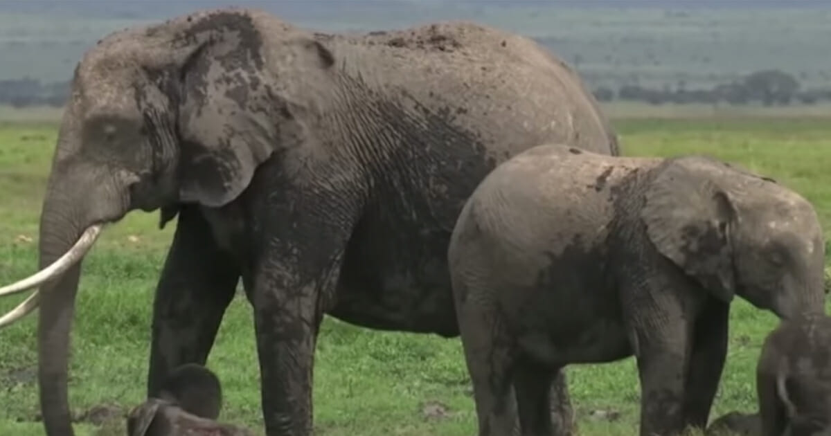 Elephant gives birth to miracle twins in Kenyan National Park