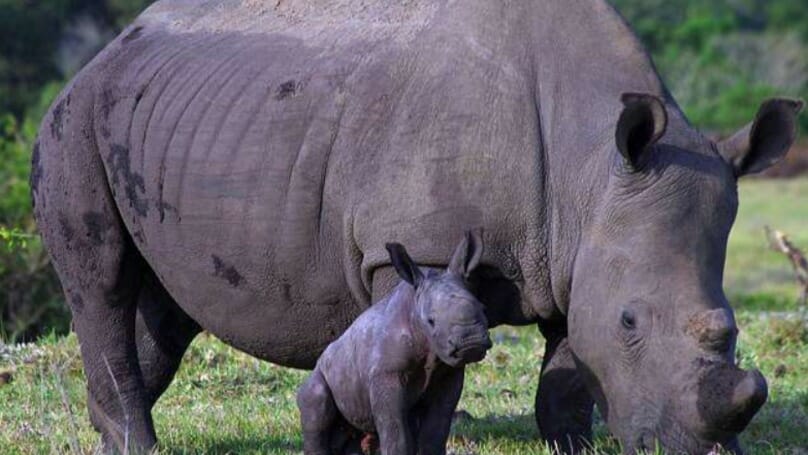 Poachers kill rare white rhino in South Africa for less than 1 inch of horn