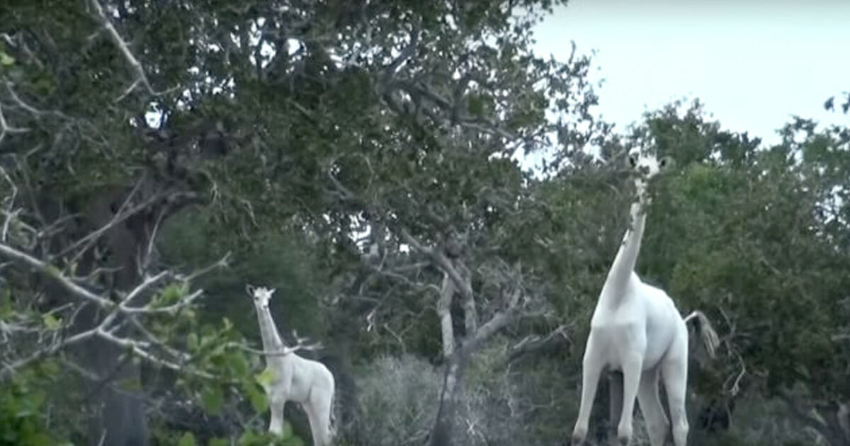 Rare White Giraffes Captured On Camera For First Time Ever 
