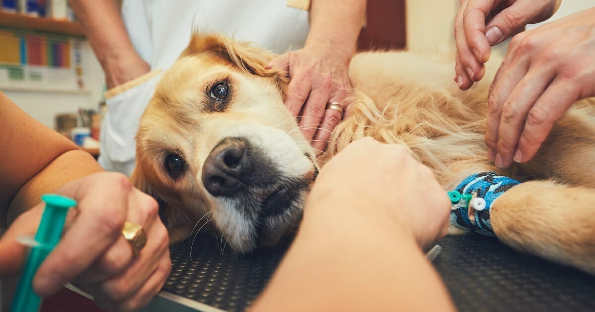 vet-shares-heartbreaking-story-of-owners-leaving-pets-to-die-alone