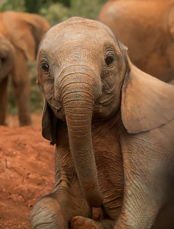 26 baby elephants that will instantly make you smile