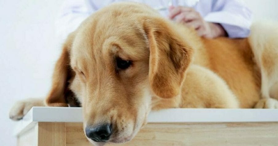 vets for pets putting dog to sleep