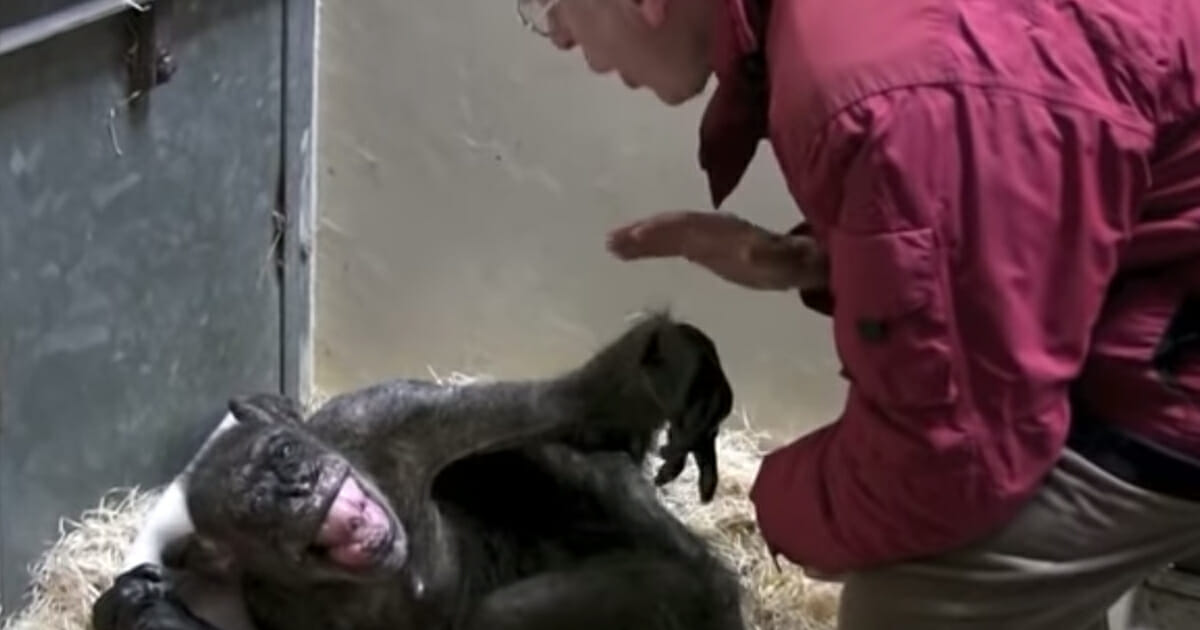 59-year-old chimp is dying – says emotional goodbye to old human friend