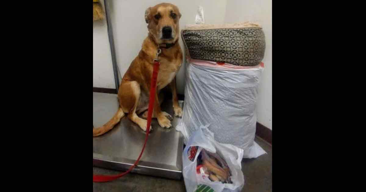 Shelter upload heartbreaking picture of dog abandoned at shelter with toys