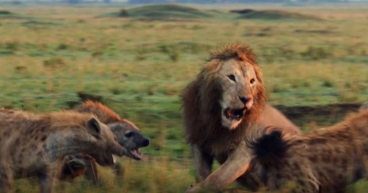 Lion struggles to fight off 20 hyenas – his bro shows up and saves him