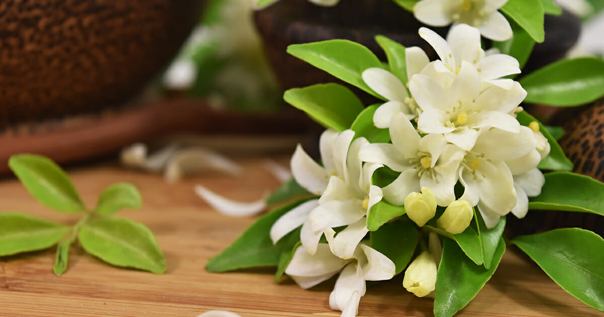 Jasmine plant Keeping one in your room reduces anxiety and depression