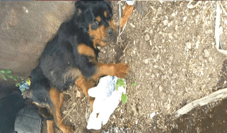 Paralyzed Rottweiler abandoned on Florida dumping ground and left to die