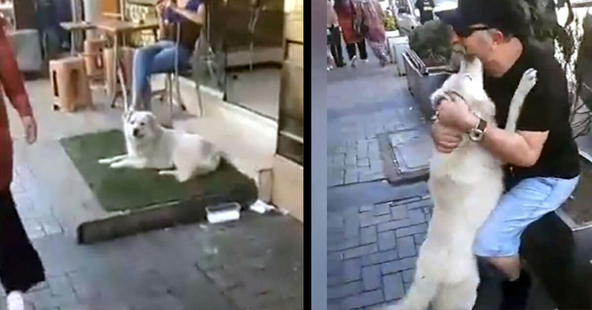 i lost my dog to the streets