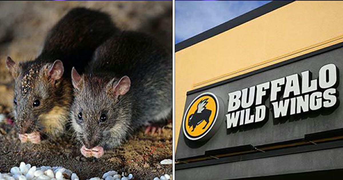 Buffalo Wild Wings Customer Complains After Live Rat Falls From