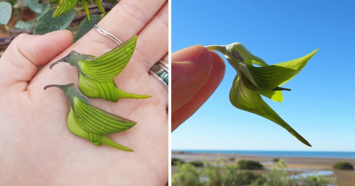 Plant native to Australia petals that look like hummingbirds