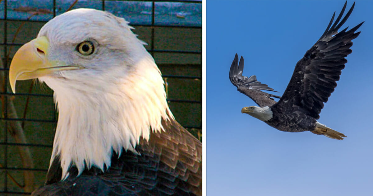 Breaking: Sanctuary beg public for help after bald eagle with amputated ...