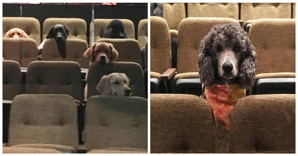 service-dogs-in-training-spend-a-night-at-the-theater-in-viral-photos