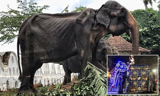 Images show a starving, weak 70-year-old elephant forced ...