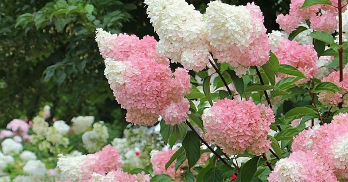 These stunning vanilla strawberry hydrangeas are the new summer craze