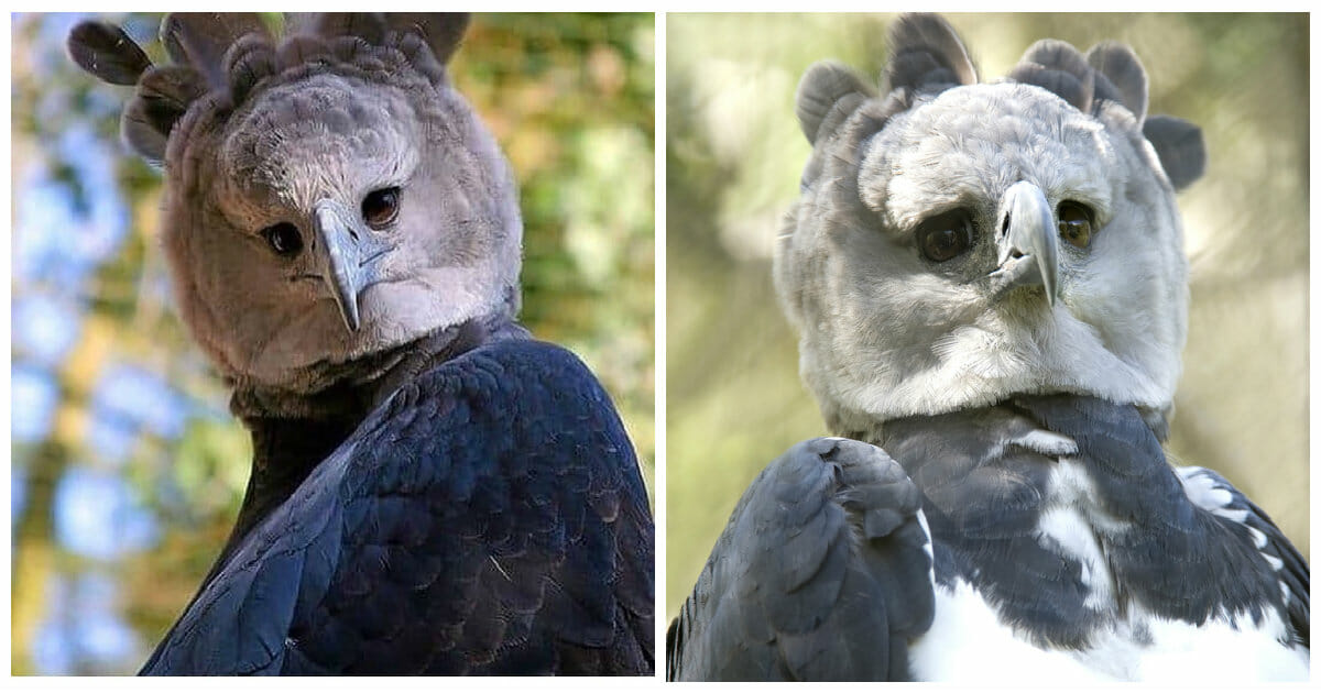 Harpy Eagles Are Giant Birds Of Prey That Look Strangely