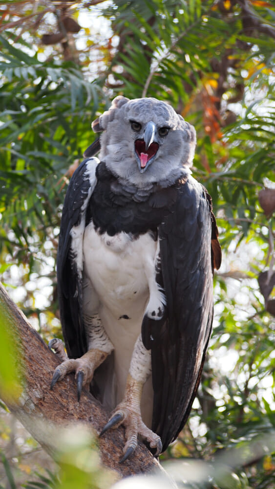 Harpy Eagles Are Giant Birds Of Prey That Look Strangely