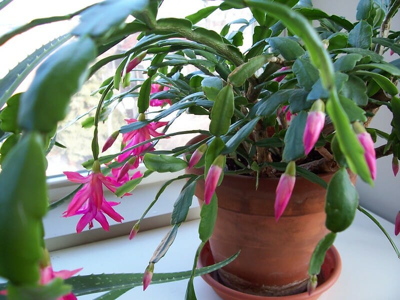 How To Grow A Bigger Christmas Cactus