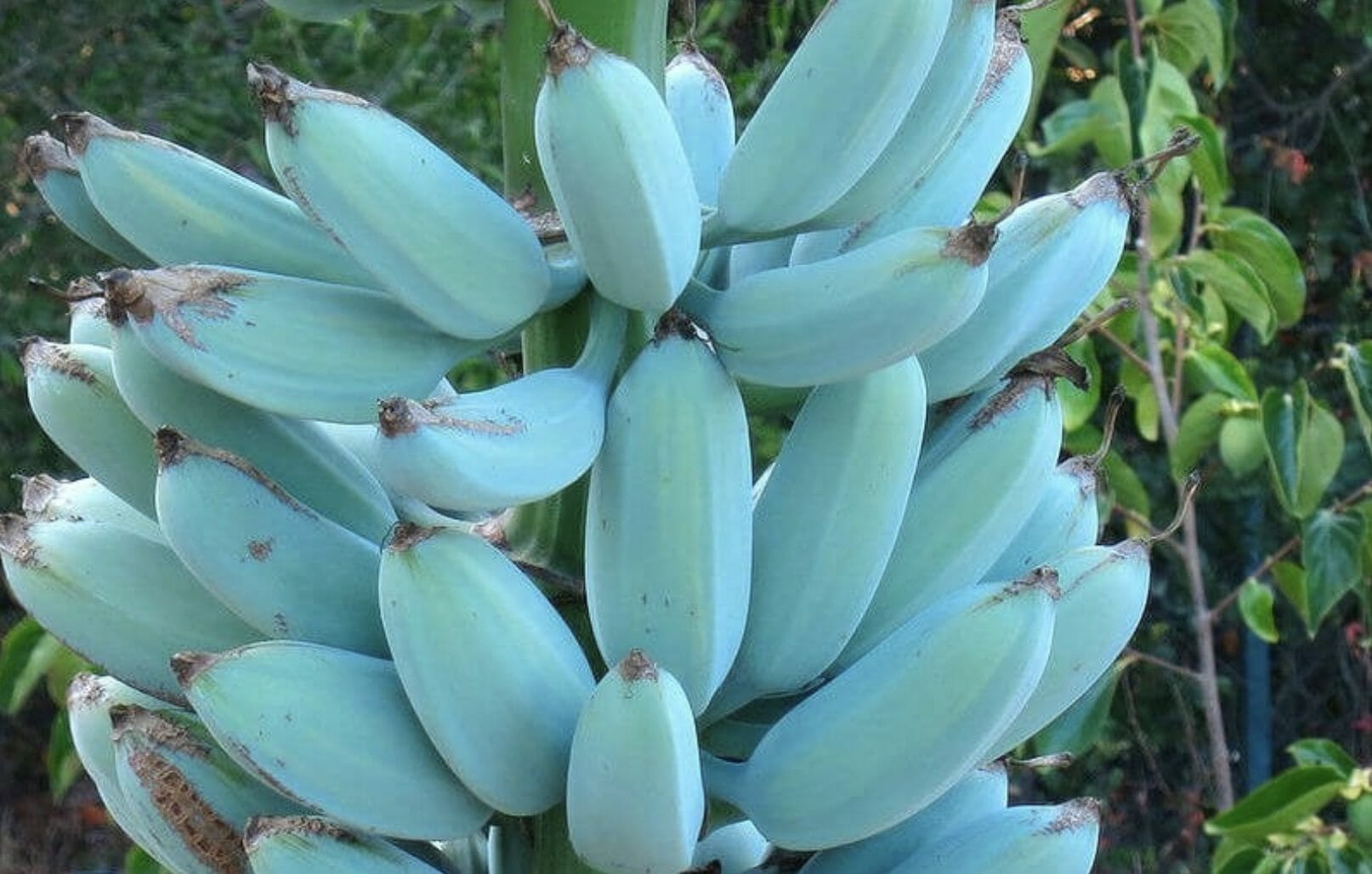 Blue Banana - wide 8
