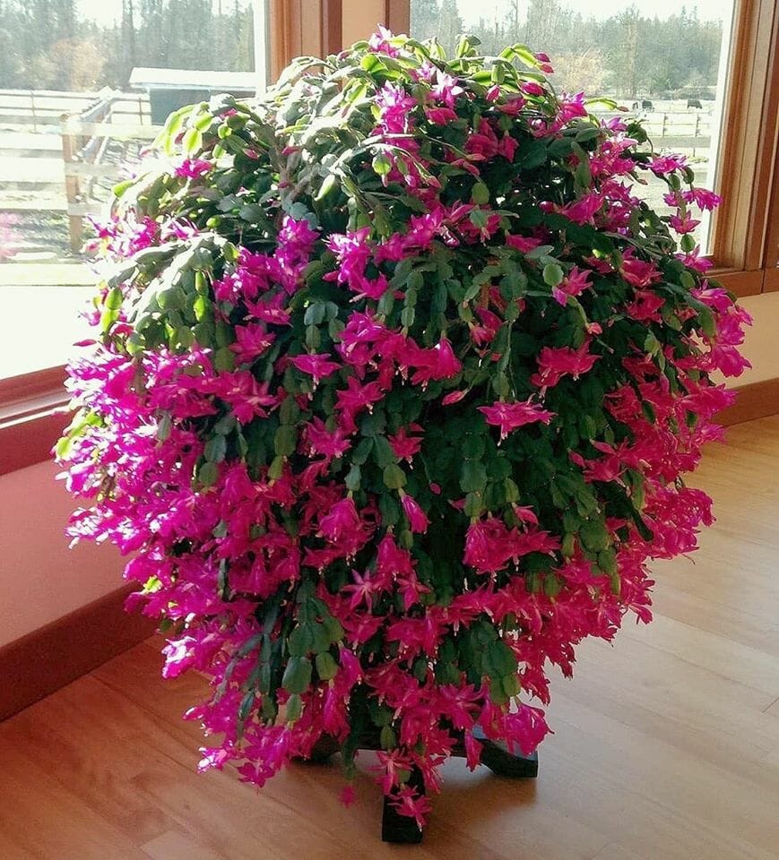 How To Care For Your Christmas Cactus - www.inf-inet.com