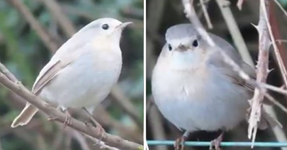 Incredibly beautiful and rare white robin can't find a mate