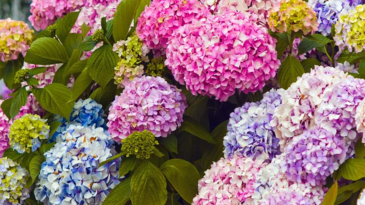 7 facts you know about our favorite pom pom flower the Hydrangea