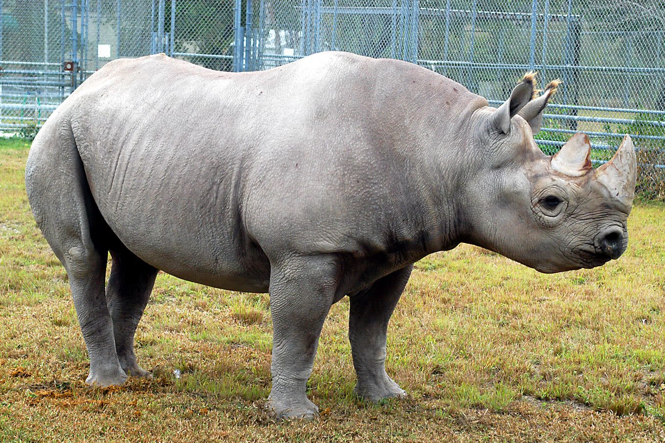 Toshi, oldest Eastern black rhino in North America, has died at 44