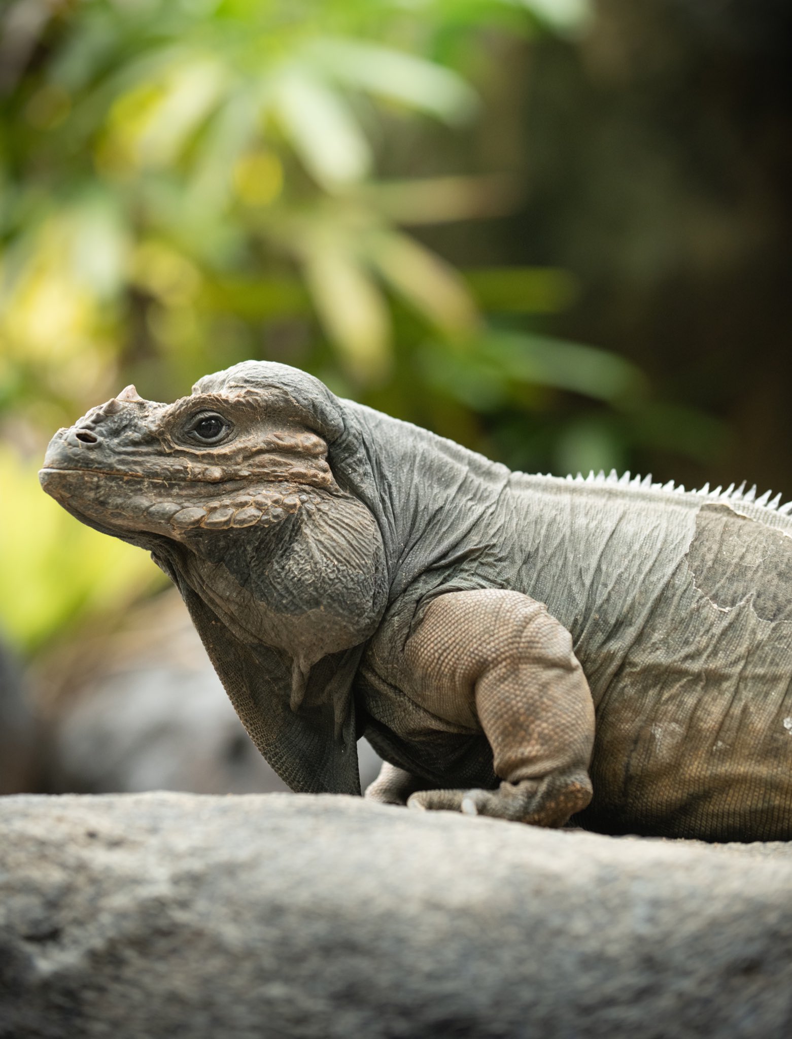 Rhino iguana owned by Irwin family named the oldest in the world by