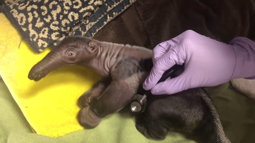 newborn anteater