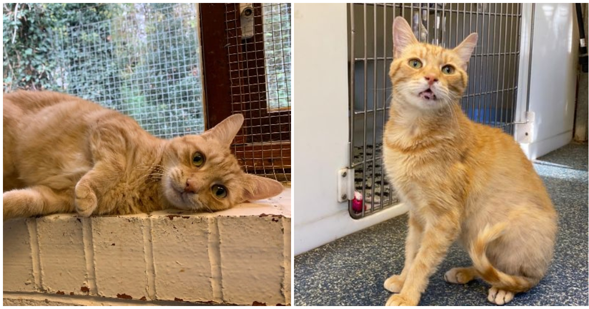 'Oscar the unwanted cat' returned to shelter for the third time, still