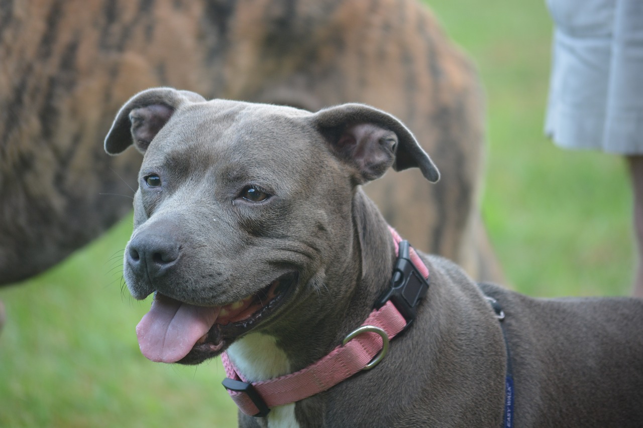 More Cities Decide To Repeal Their Pit Bull Bans After Denver Changes   Dog 2828139 1280 