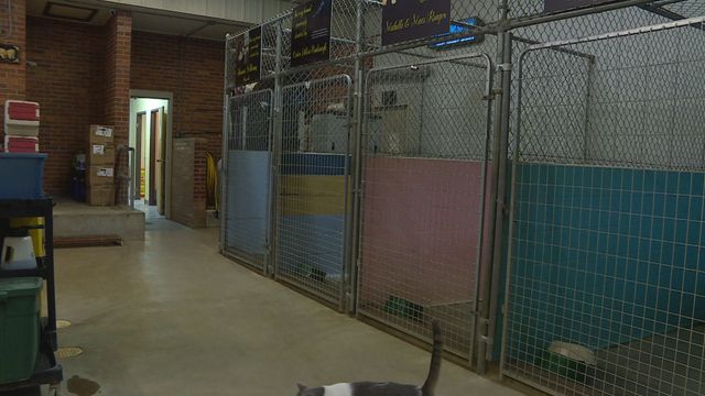 Shelter gets all its pets adopted, has completely empty kennels for the