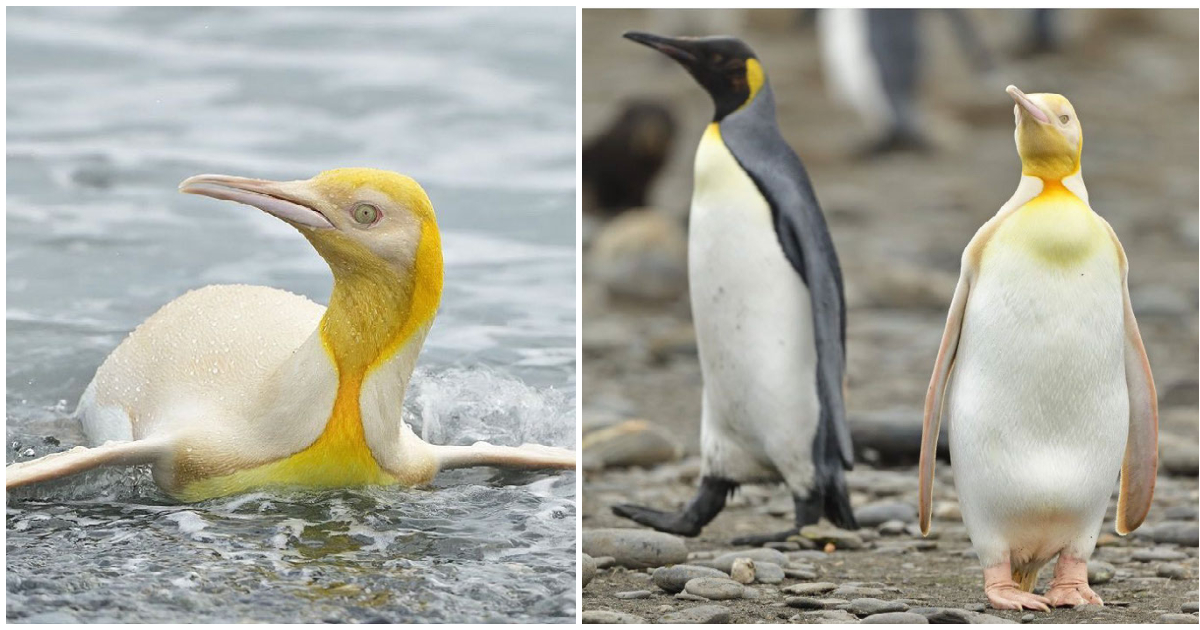 Wildlife Photographer Captures Photos Of Extremely Rare Yellow Penguin