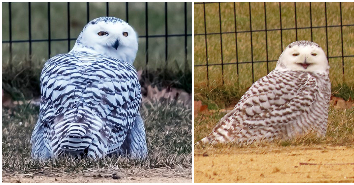 Snowy owl found in Central Park for the first time in 130 years