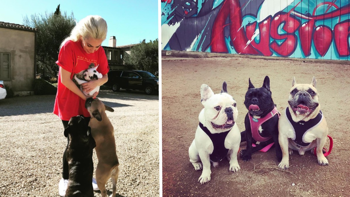 Animals - Read up on all the latest about Animals on Newsner